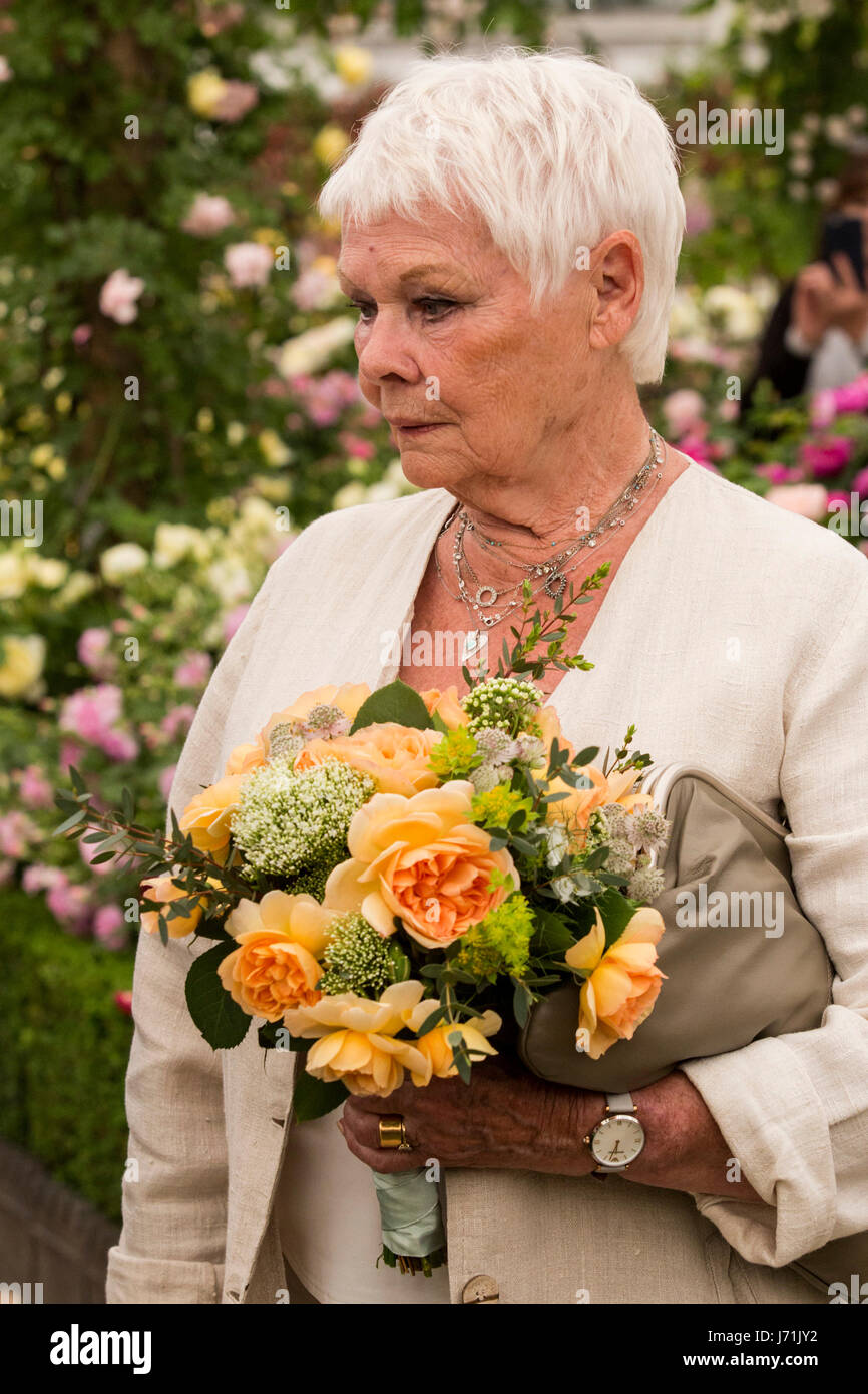 London, UK. 22nd May, 2017. Dame Judi Dench with the apricot rose named  after her at David Austin Roses. Rose Judi Dench. Press Day at the 2017 RHS  Chelsea Flower Show which