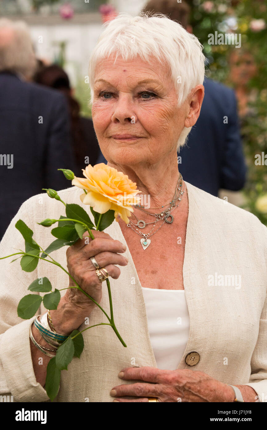 Dame judi dench rose hi-res stock photography and images - Alamy