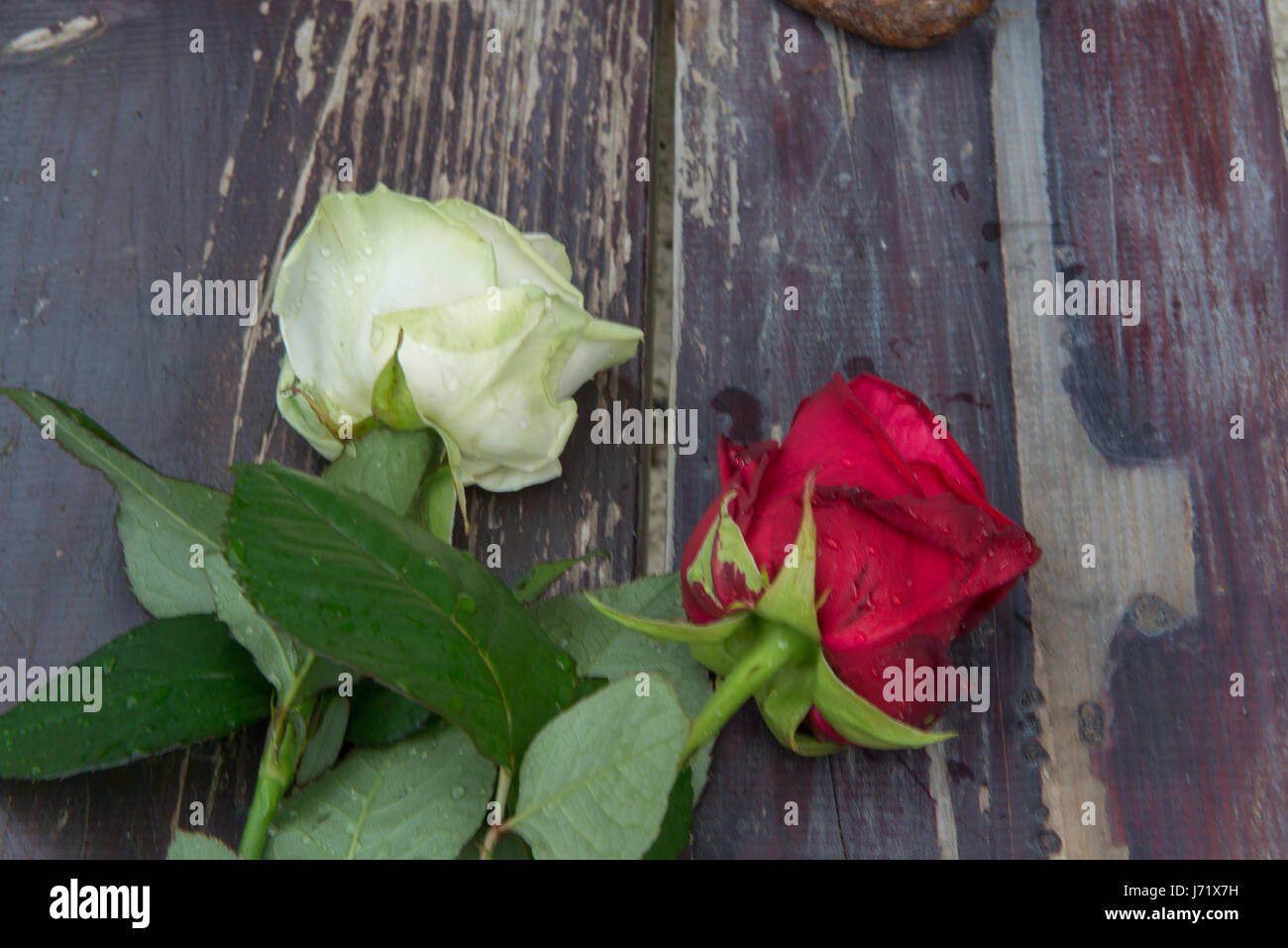 Inch abbey hires stock photography and images Alamy