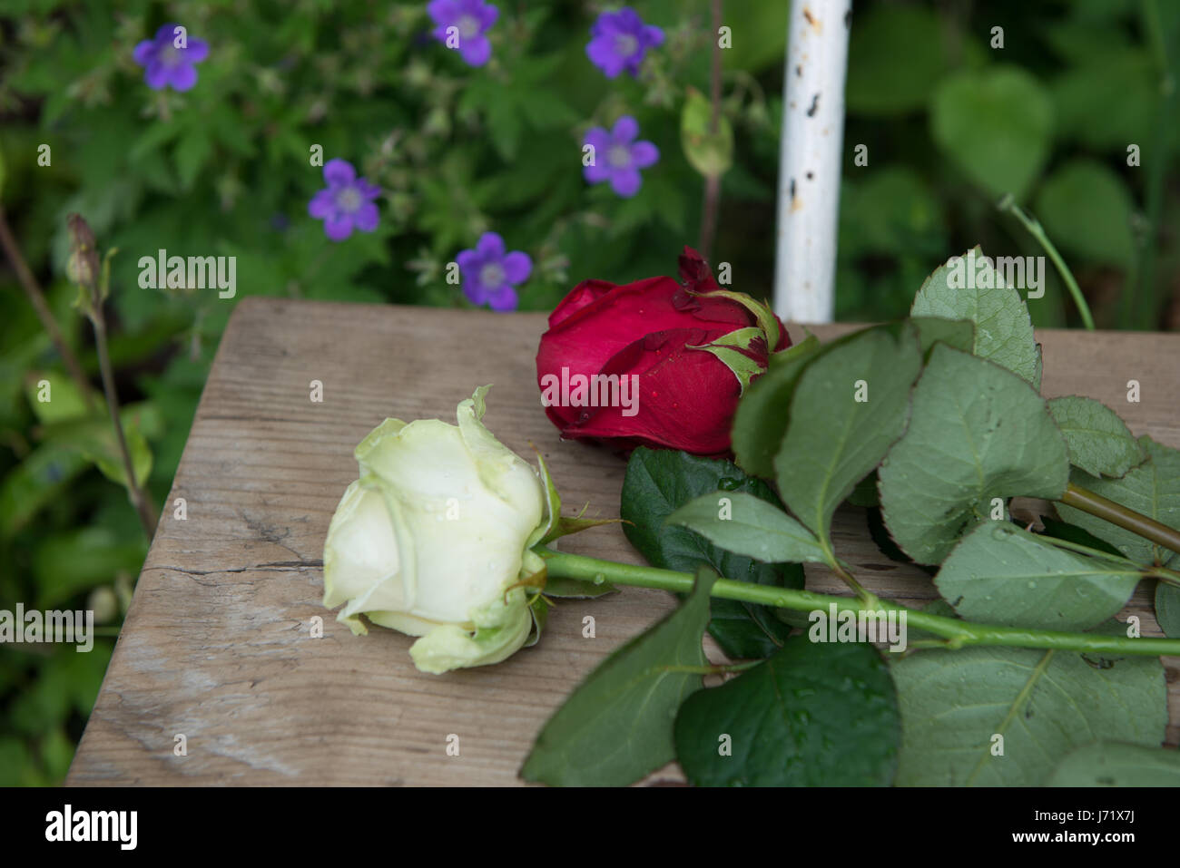 Lancashire rose hires stock photography and images Alamy