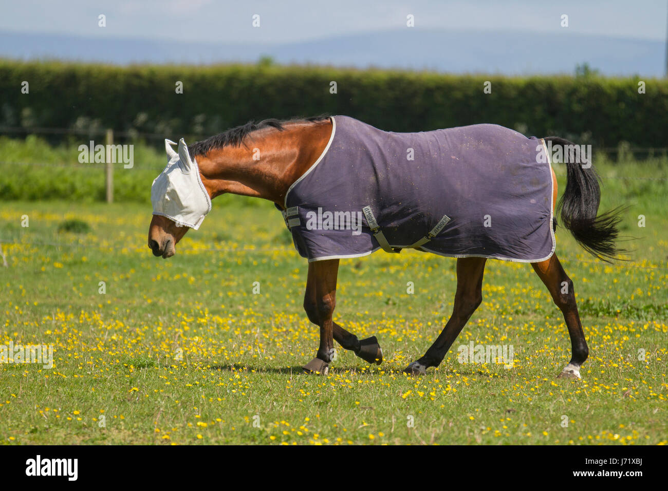 Southport, Merseyside, UK.   UK Weather. 23/05/2017.  Hot weather for horses which need to keep cool during the summer months with , fly rugs, horse summer turnout sheet, sunburn rug, sweet-itch rugs, bug rugs and sheets which protect the horse from dust, sunburn and fly irritation. Summer means sun, and sun means sunburn.  Horses burn similarly to the way that humans do – that is, the lighter the skin, the easier the burn. However, a fully black or bay horse are more susceptible to the harsh rays of the sun. Sunburn is just as painful for horses as it is for humans. Stock Photo