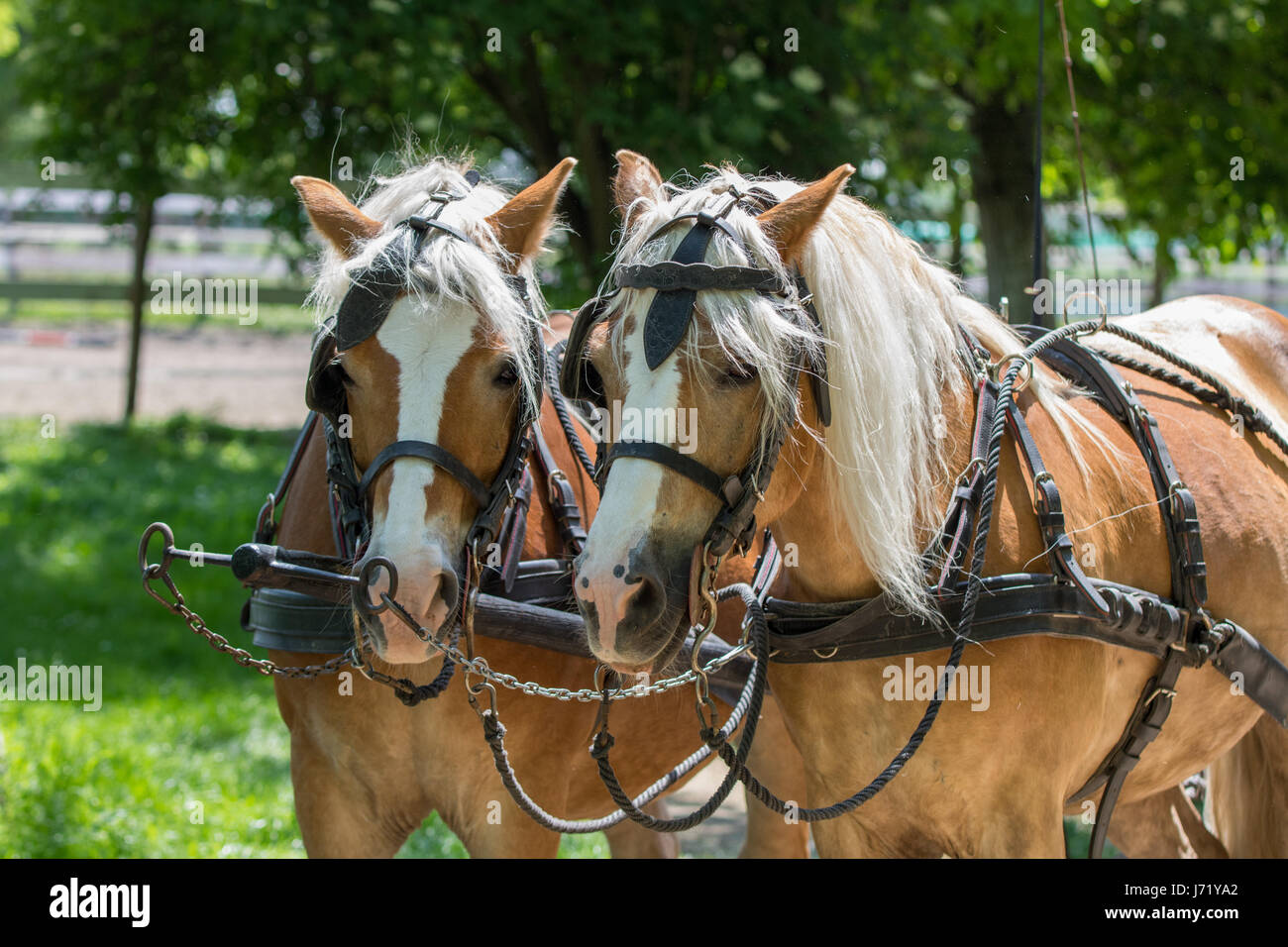 Two Haflinger horses ready for the carriage Stock Photo