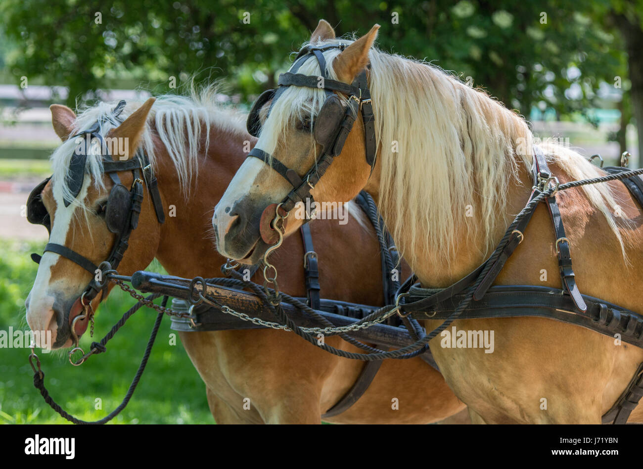 Two Haflinger horses ready for the carriage Stock Photo