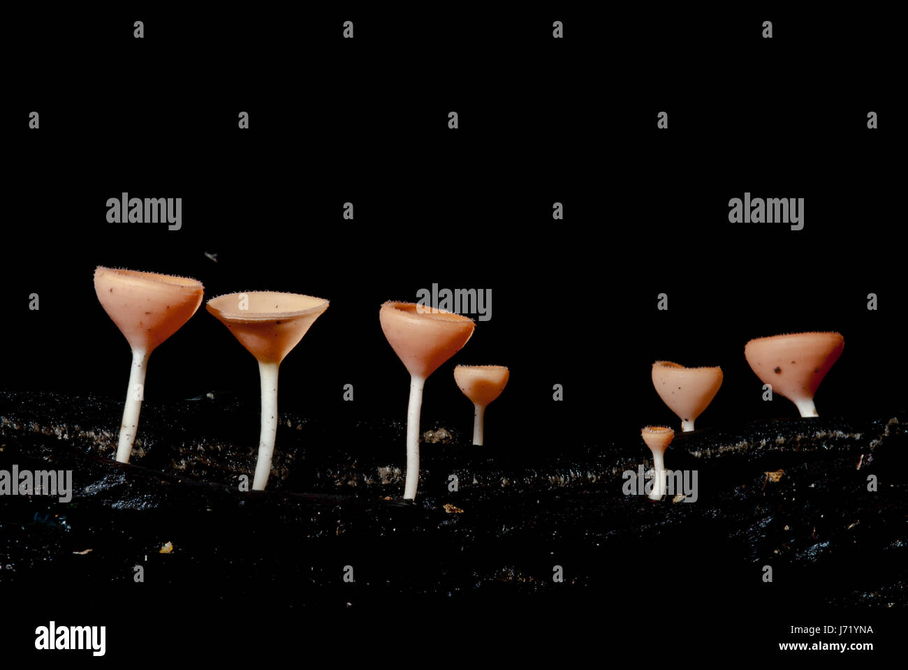 beautiful pink champagne mushroom in rain forest, Thailand Stock Photo