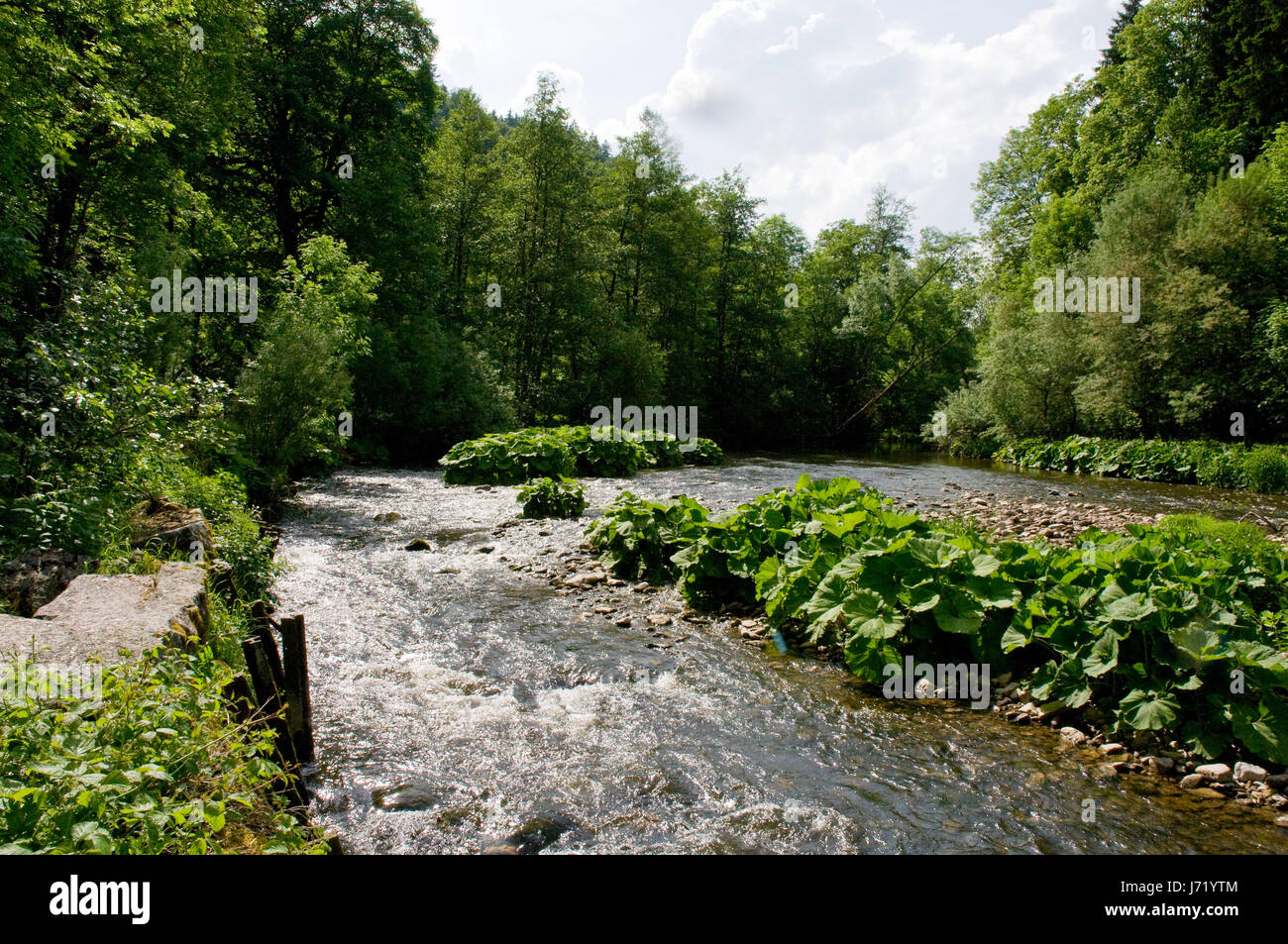 torrent black forest forest river water tree stone holiday vacation holidays Stock Photo