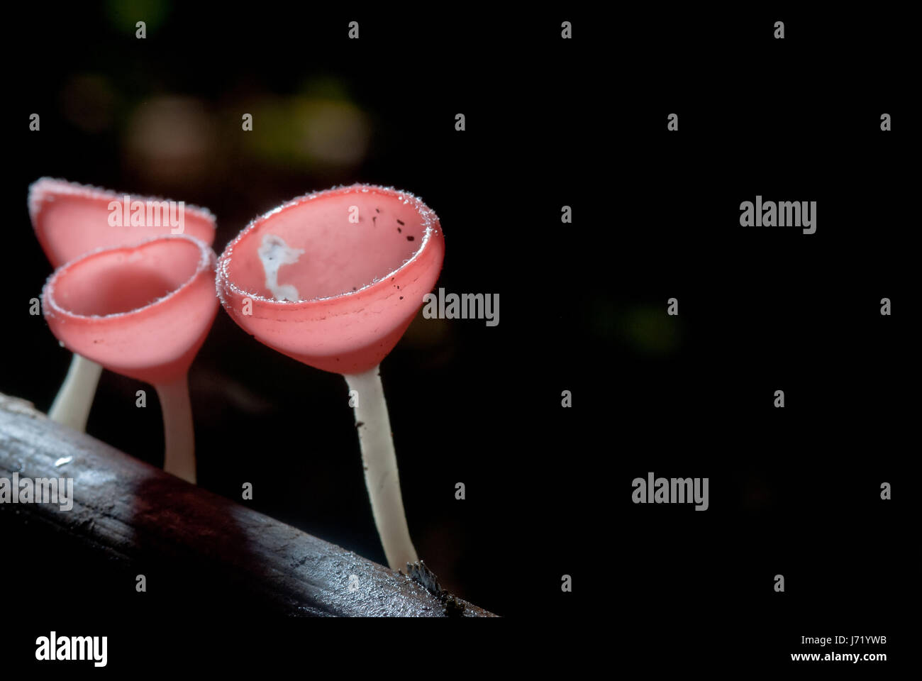 beautiful pink champagne mushroom in rain forest, Thailand Stock Photo