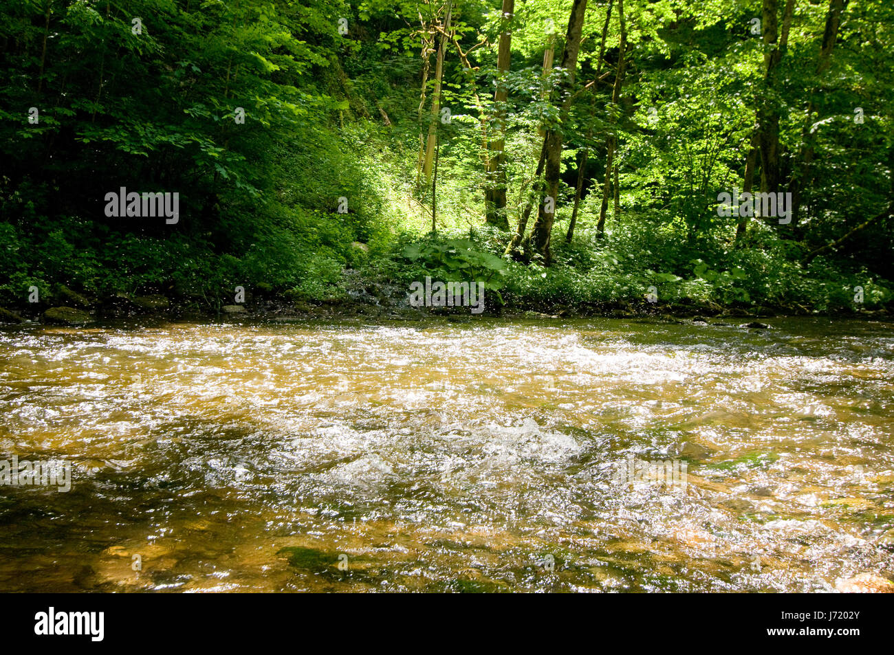 insects torrent sunshine forest river water tree stone holiday vacation Stock Photo