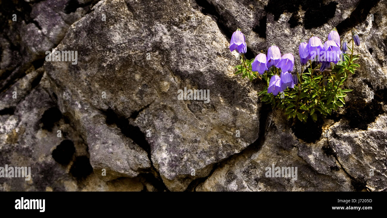 rock bellflower glass chalice tumbler stone flower plant bloom blossom flourish Stock Photo