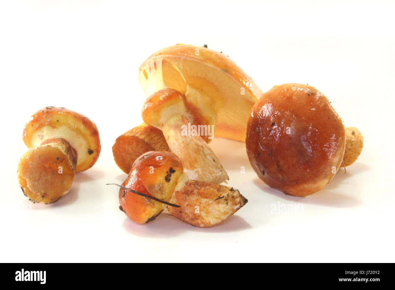 gold boletes Stock Photo