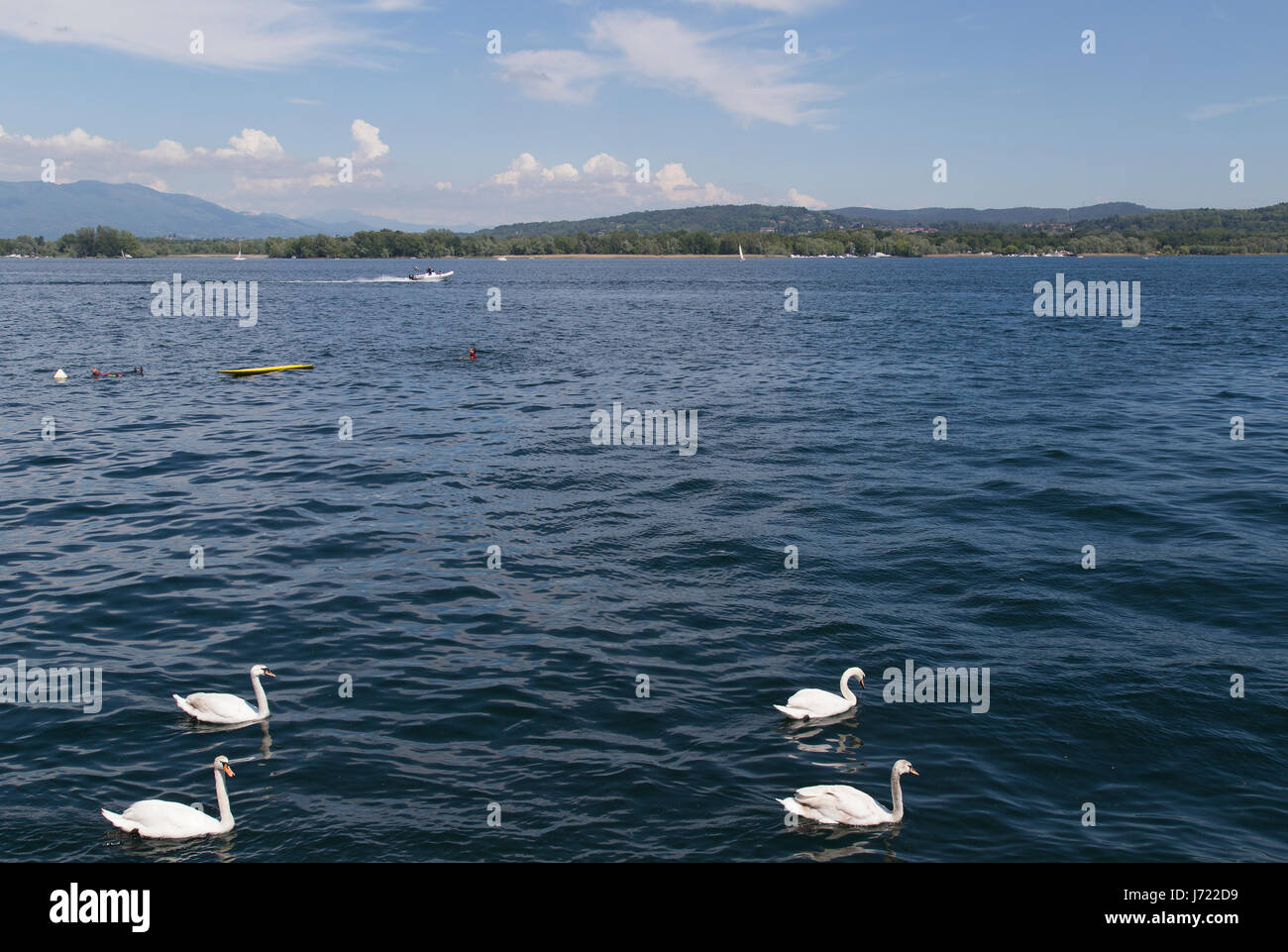 Swans in Arona, Lago Maggiore in Italy Stock Photo