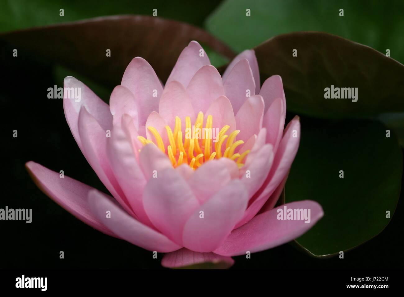 water lily aquatic plant side pink macro closeup macro admission close
