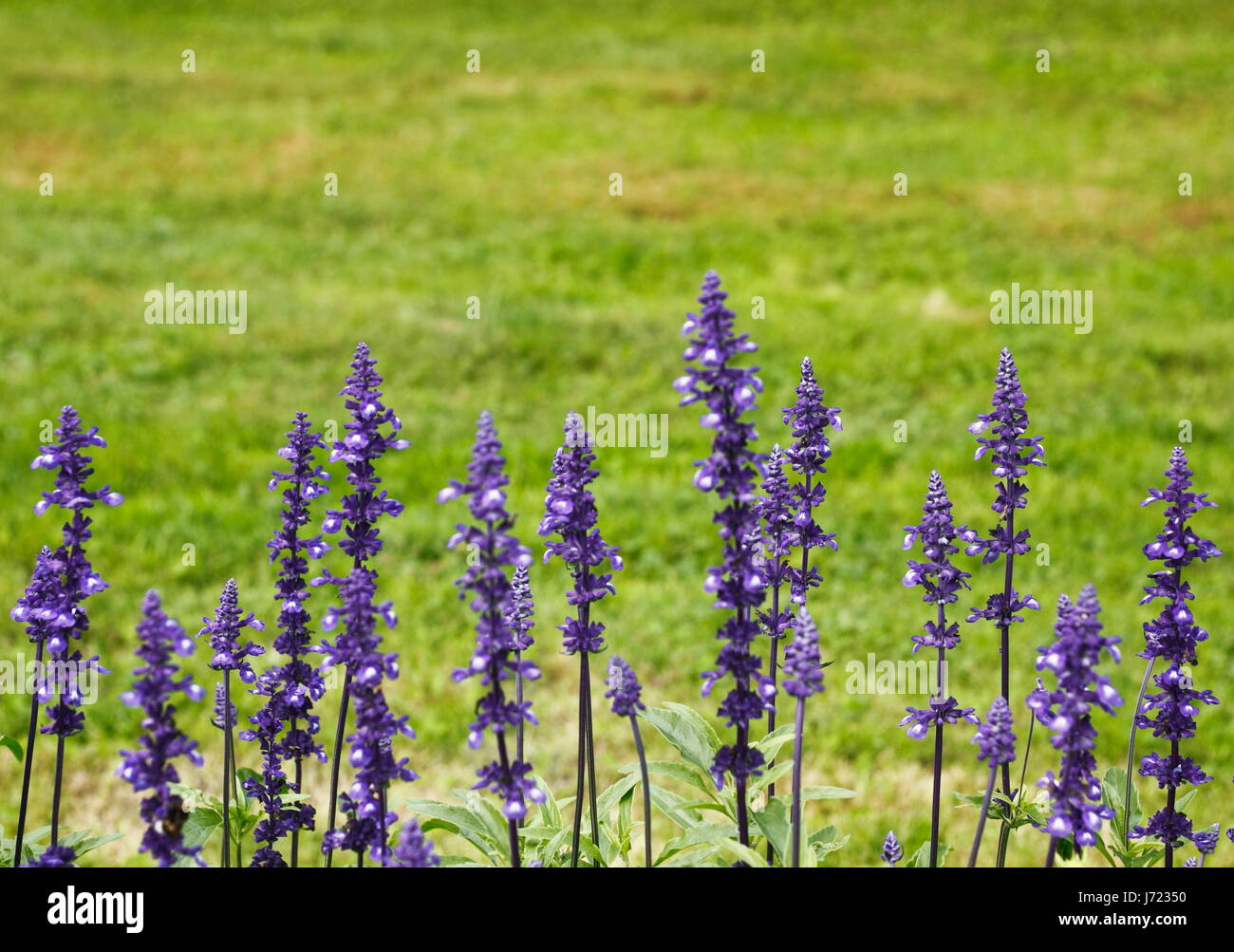 spice sage medicinal plant herbs insects blossoms flavour nectar spices bleed Stock Photo