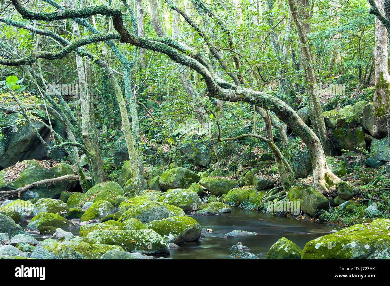 Nice stream flowing through forest hi-res stock photography and images ...