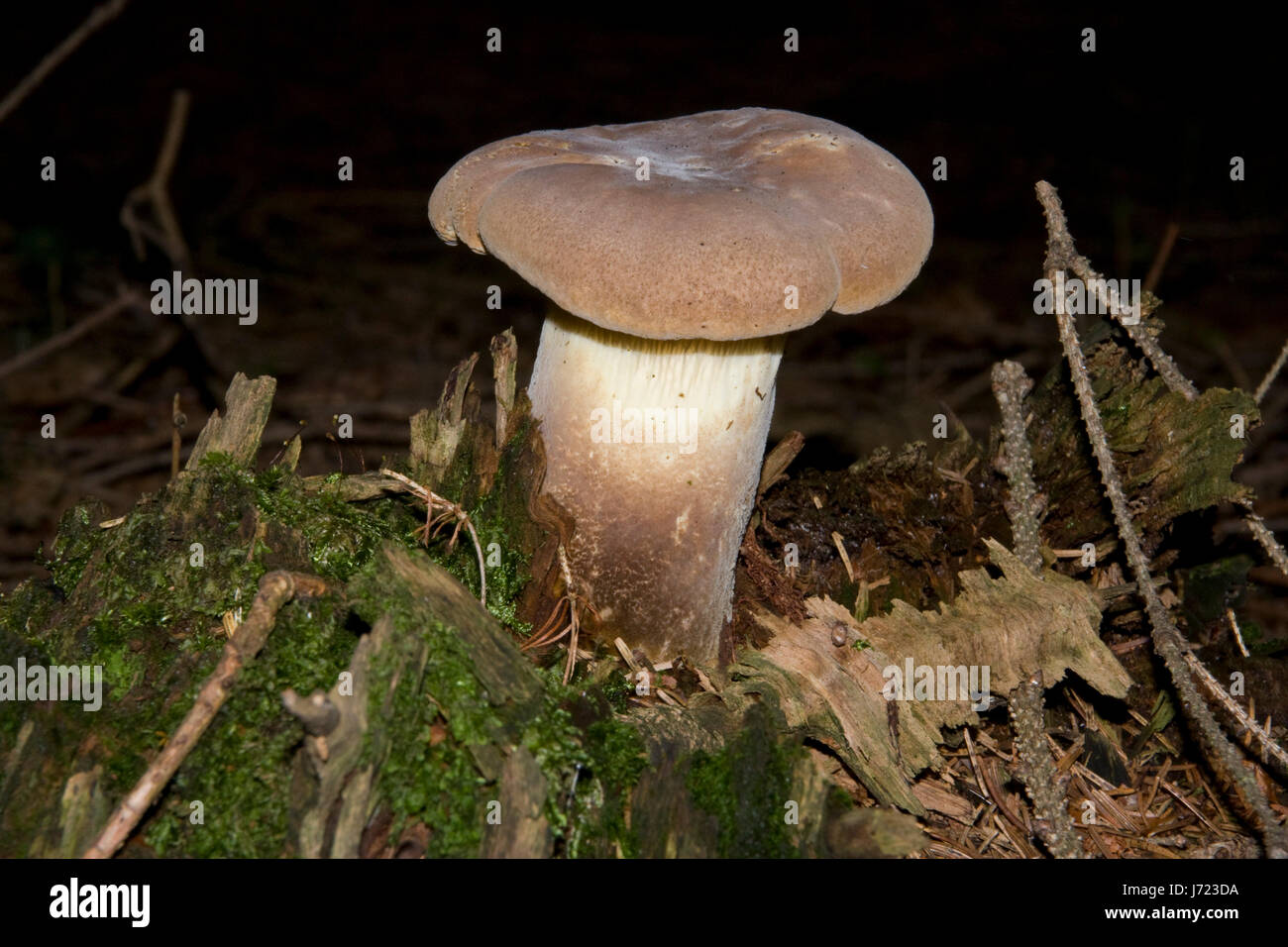 moss mushrooms forest pine fir moss mushrooms mushroom fungus forest Stock Photo