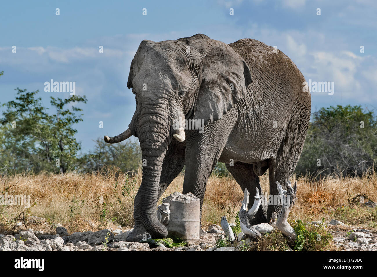 Loxodonta africana, African Elephant Stock Photo