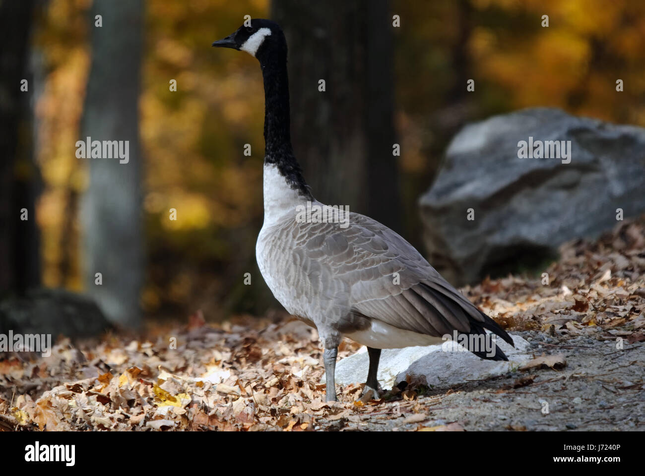 animal bird canada wildlife geese feather migrate animal bird canada