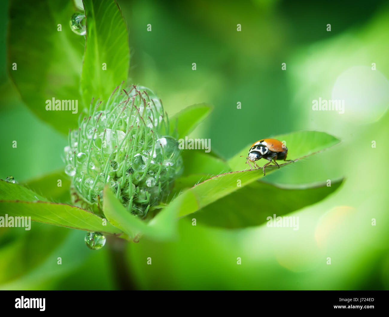 Ladybird ladybug morning dew hi-res stock photography and images - Alamy