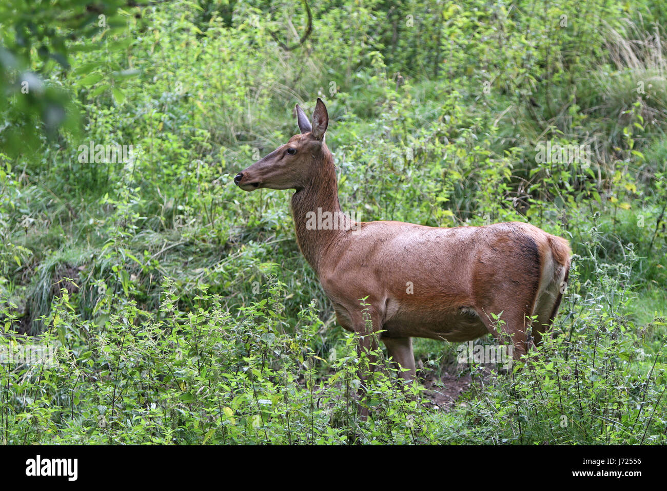 hind Stock Photo