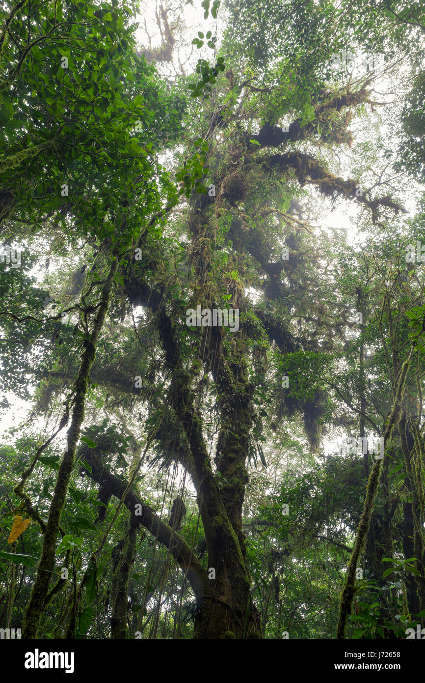 Misty rainforest in Monteverde cloud forest reserve Costa Rica Stock Photo