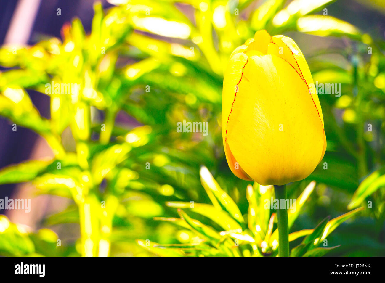 Yellow tulip flower on blurred background Stock Photo - Alamy