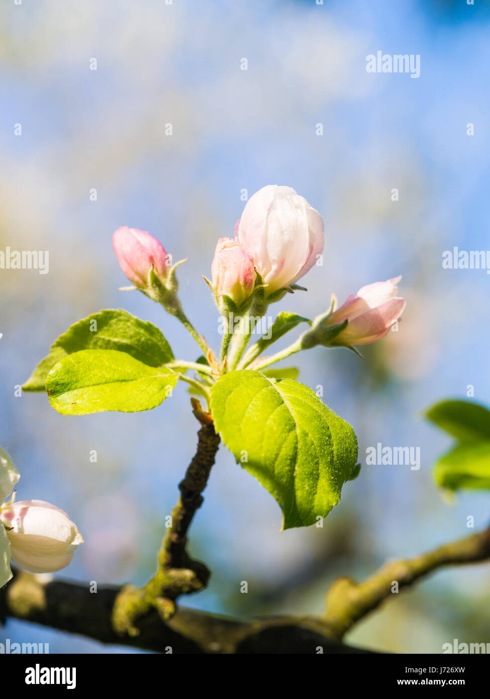 Burgeons on a tree in Portugal. Stock Photo