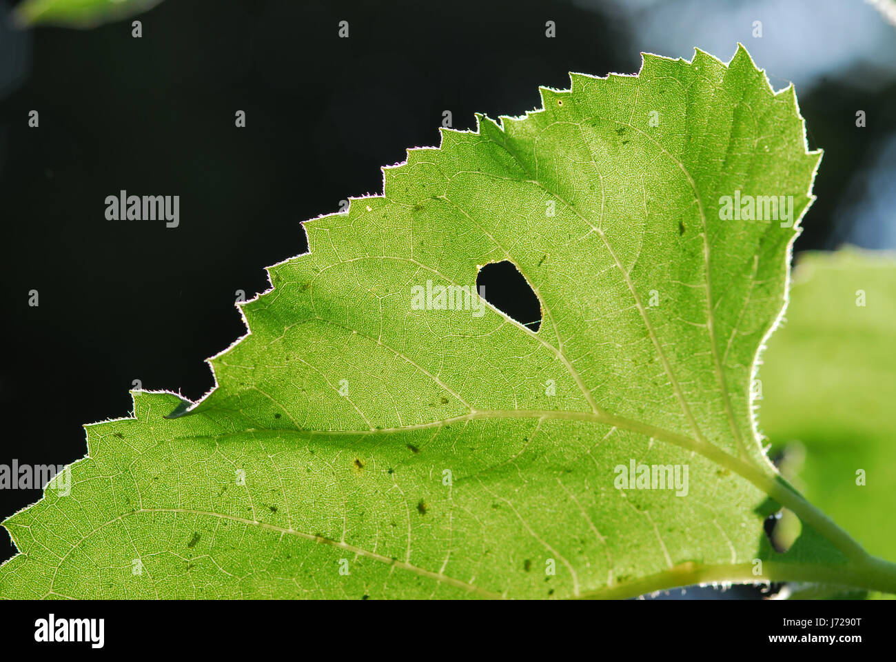 Close up texture of a green leaf as background, with sunlight Stock ...