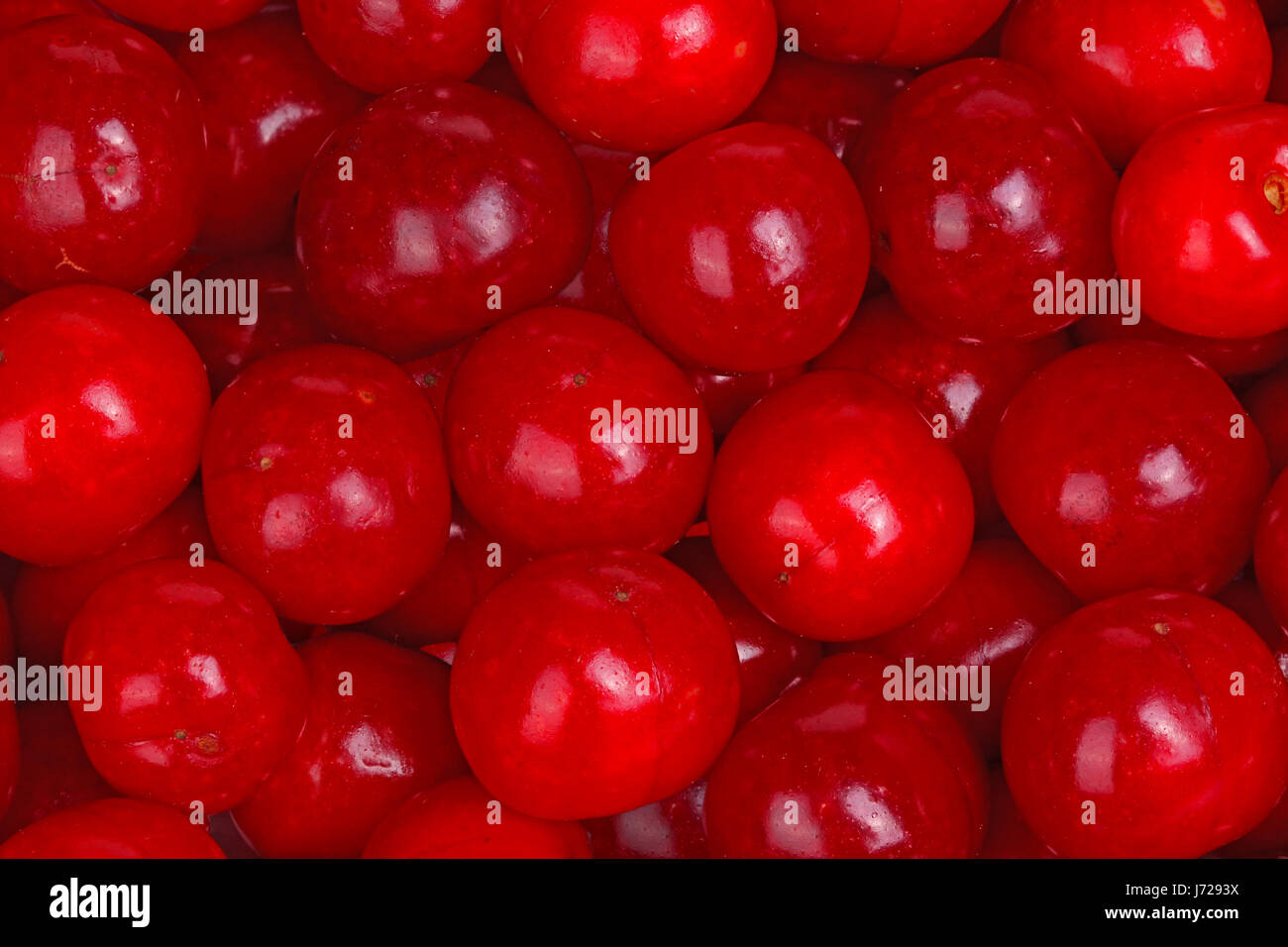 Numerous ripe, red fruit of sour cherries (Prunus cerasus) fill the frame Stock Photo