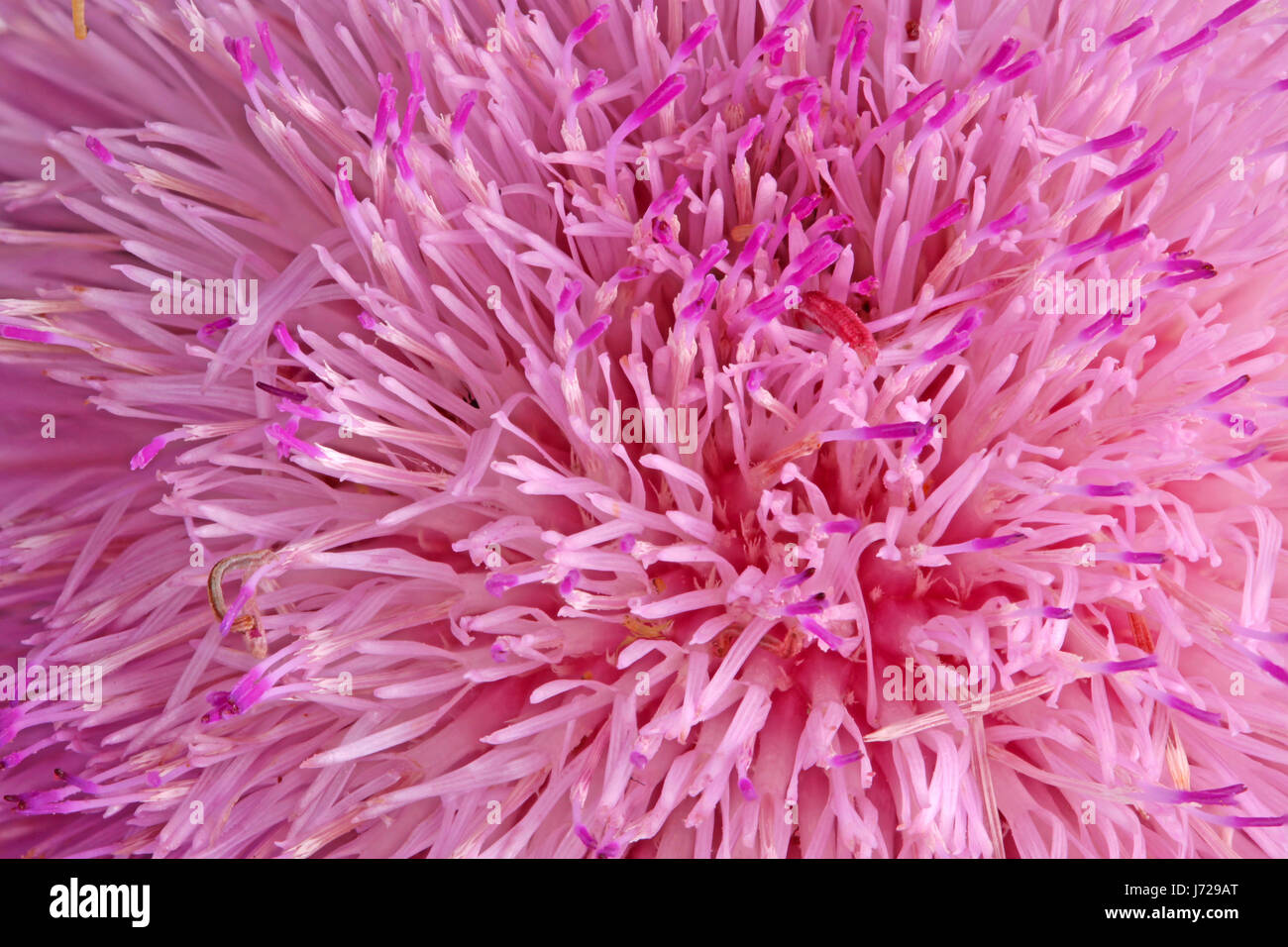 Purple compound flower of musk thistle (Carduus nutans) fills the frame of a flower background Stock Photo
