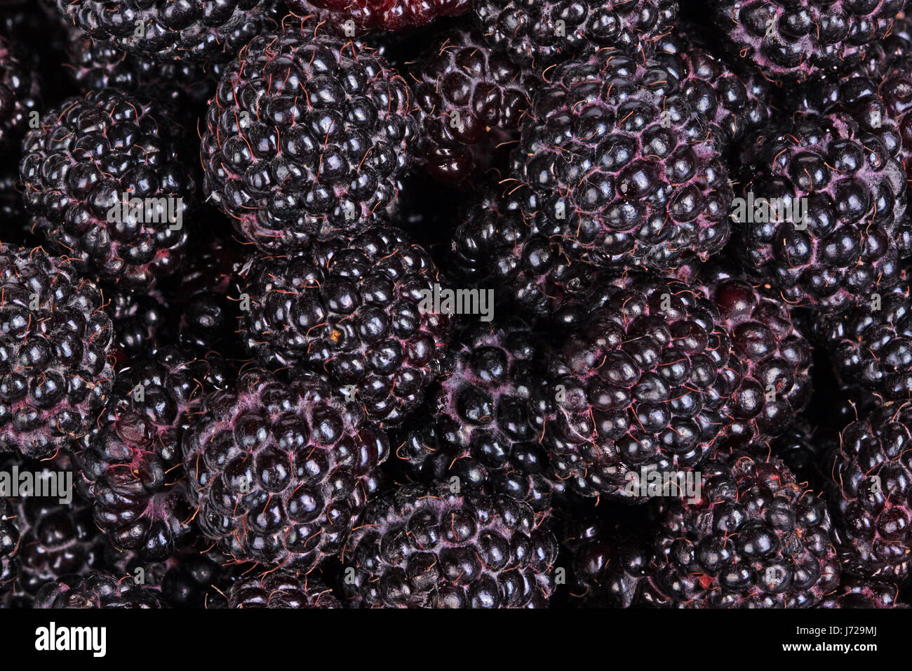 Numerous ripe, dark purple fruit of black raspberries (Rubus occidentalis) fill the frame Stock Photo