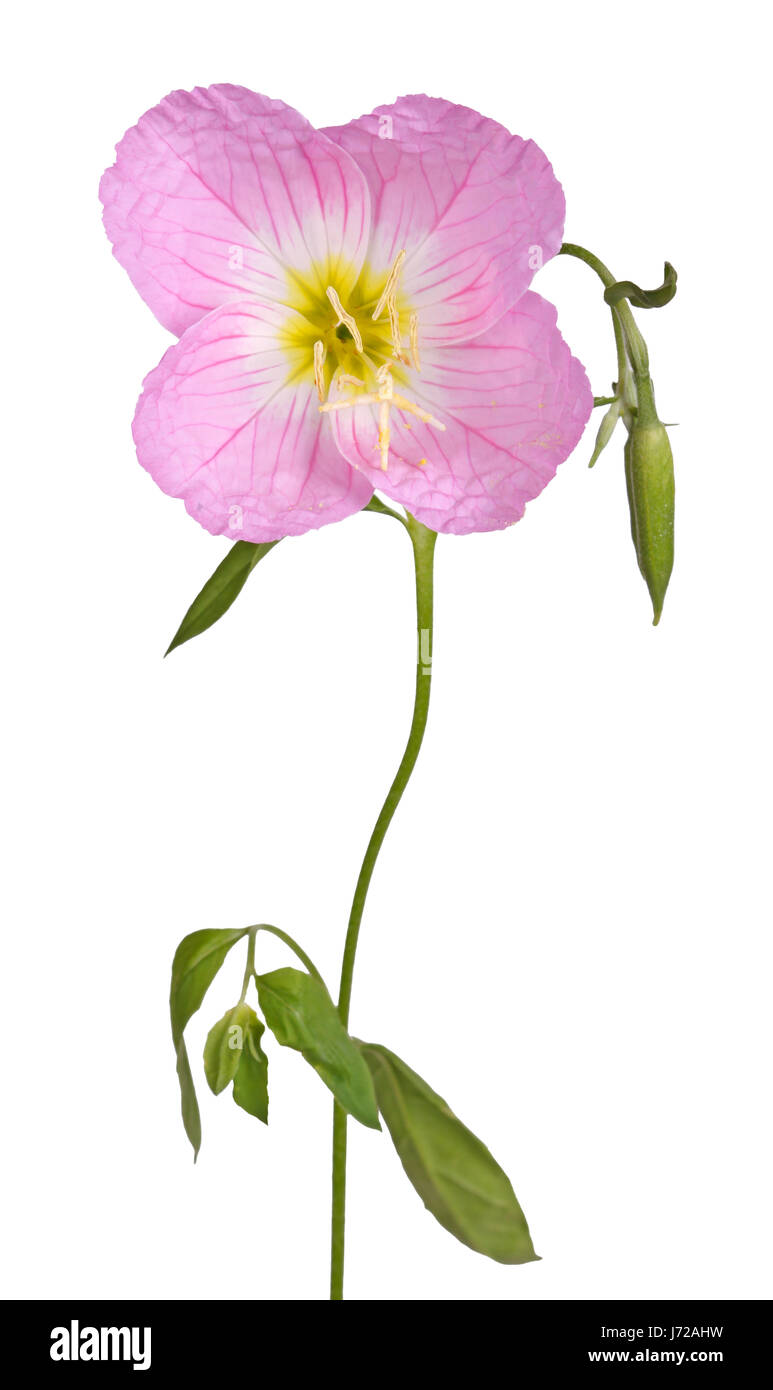 Single flower, stem, leaves and bud of the pink  evening primrose (Oenothera speciosa) isolated against a white background Stock Photo