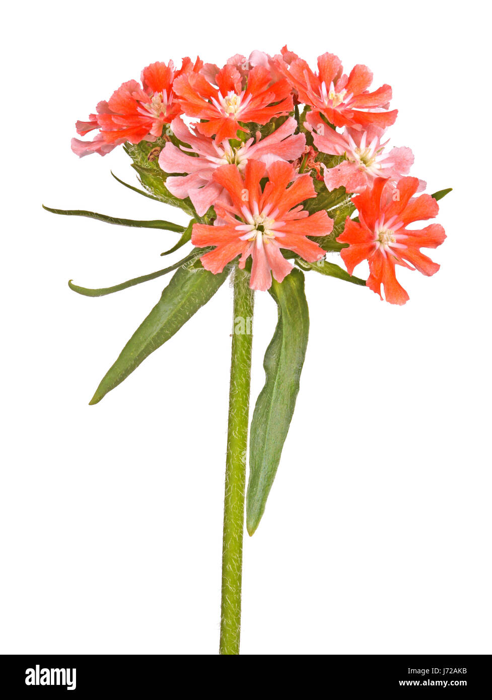 Multiple salmon-colored flowers Maltese cross or rose campion (Lychnis