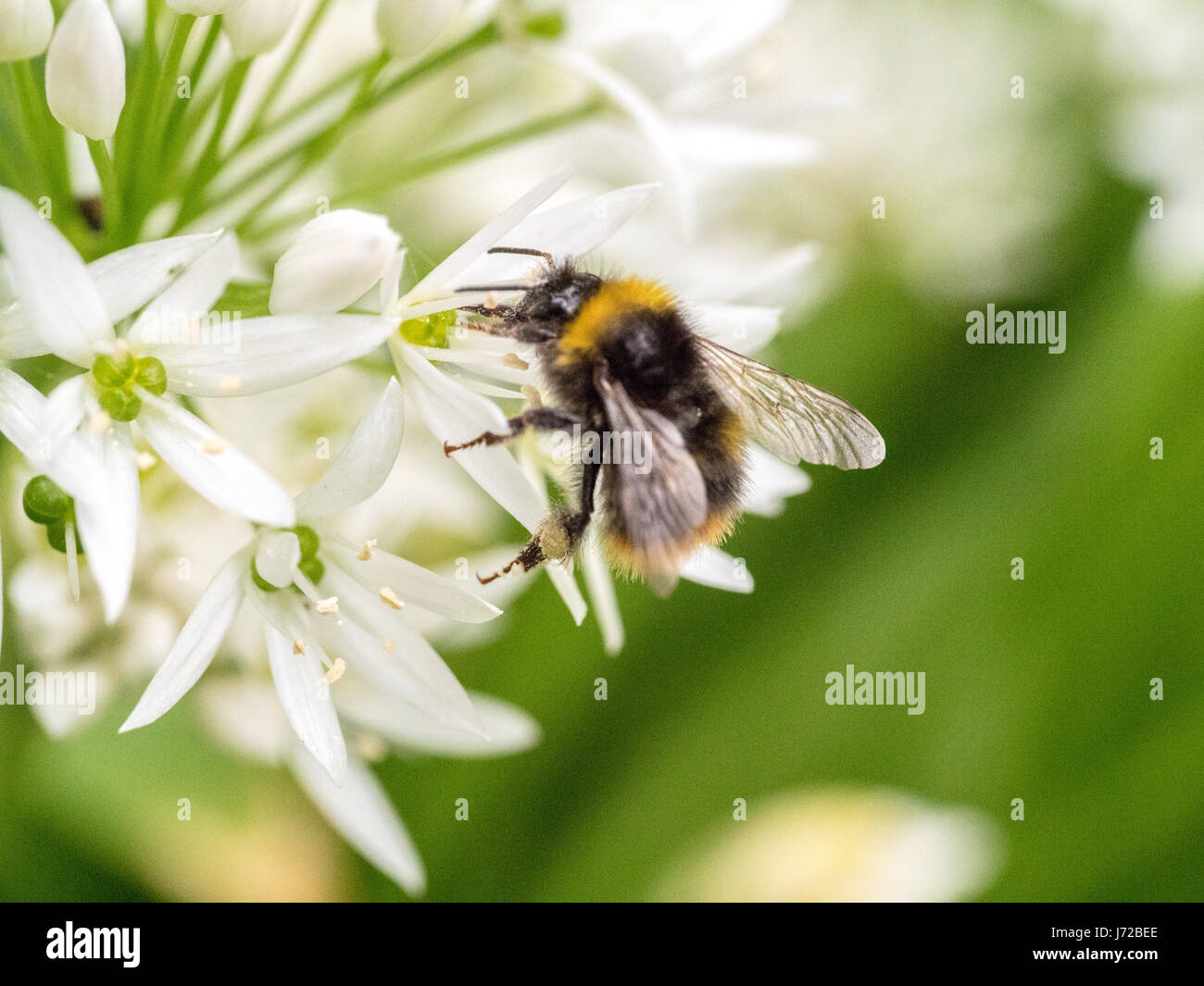 a bumblebee collecting nectar from the pollen of a white flower Stock Photo