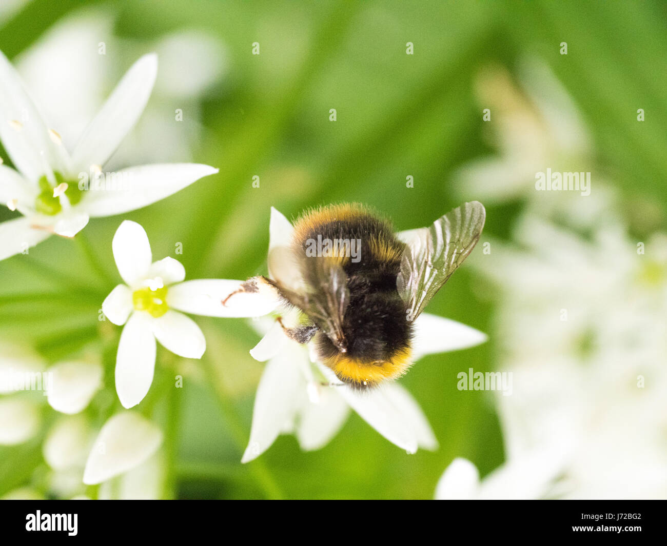 a bumblebee collecting nectar from the pollen of a white flower Stock Photo