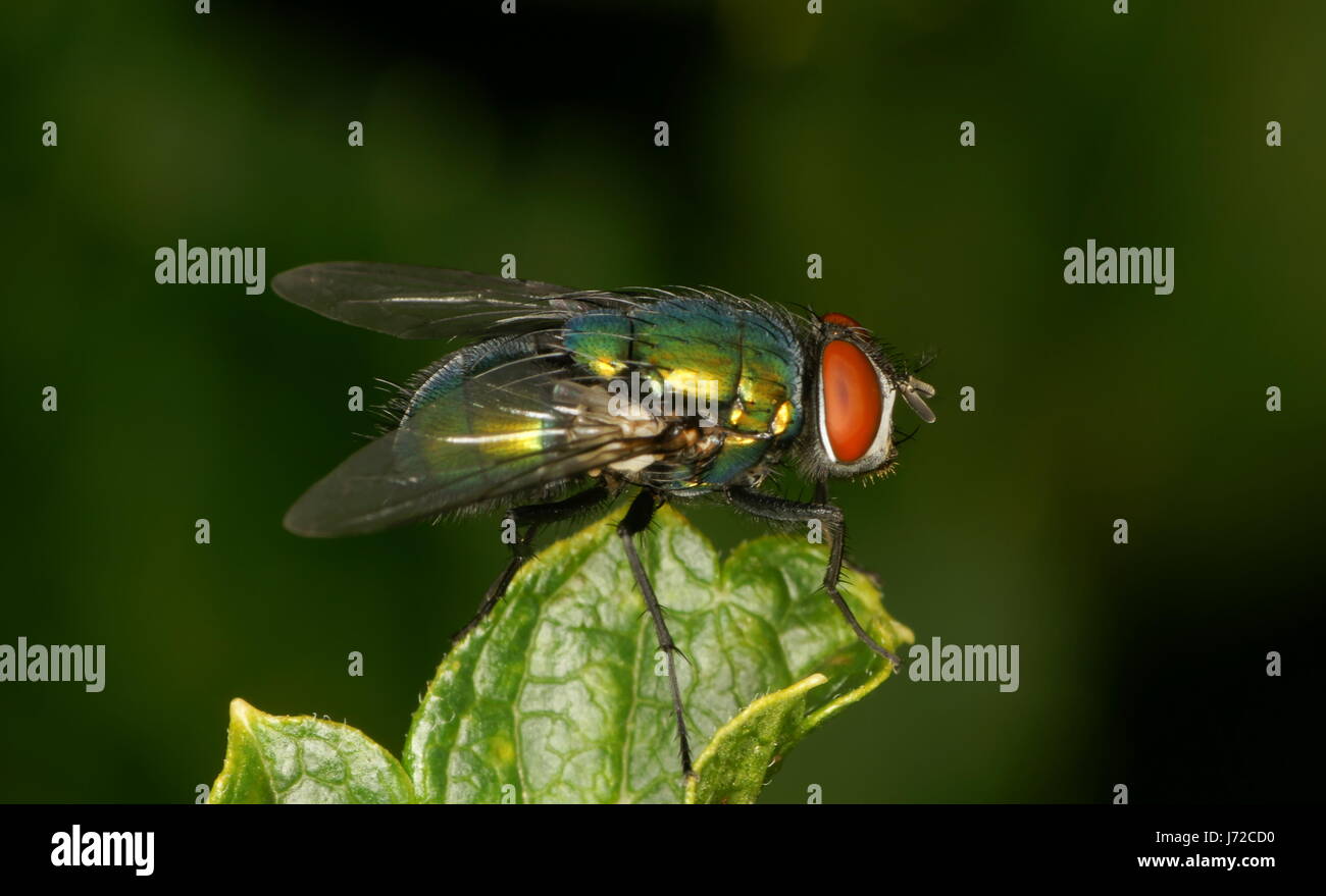 fly legs wing antenna iridescent put sitting sit gold-green schmeissfliege Stock Photo