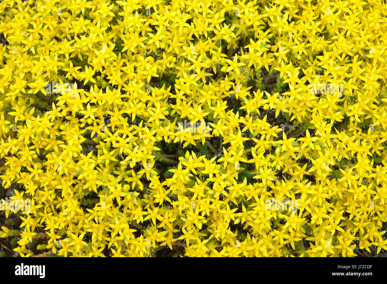 dyer staint pigment yellow plant nature moos-steinbrech bluete blueten Stock Photo