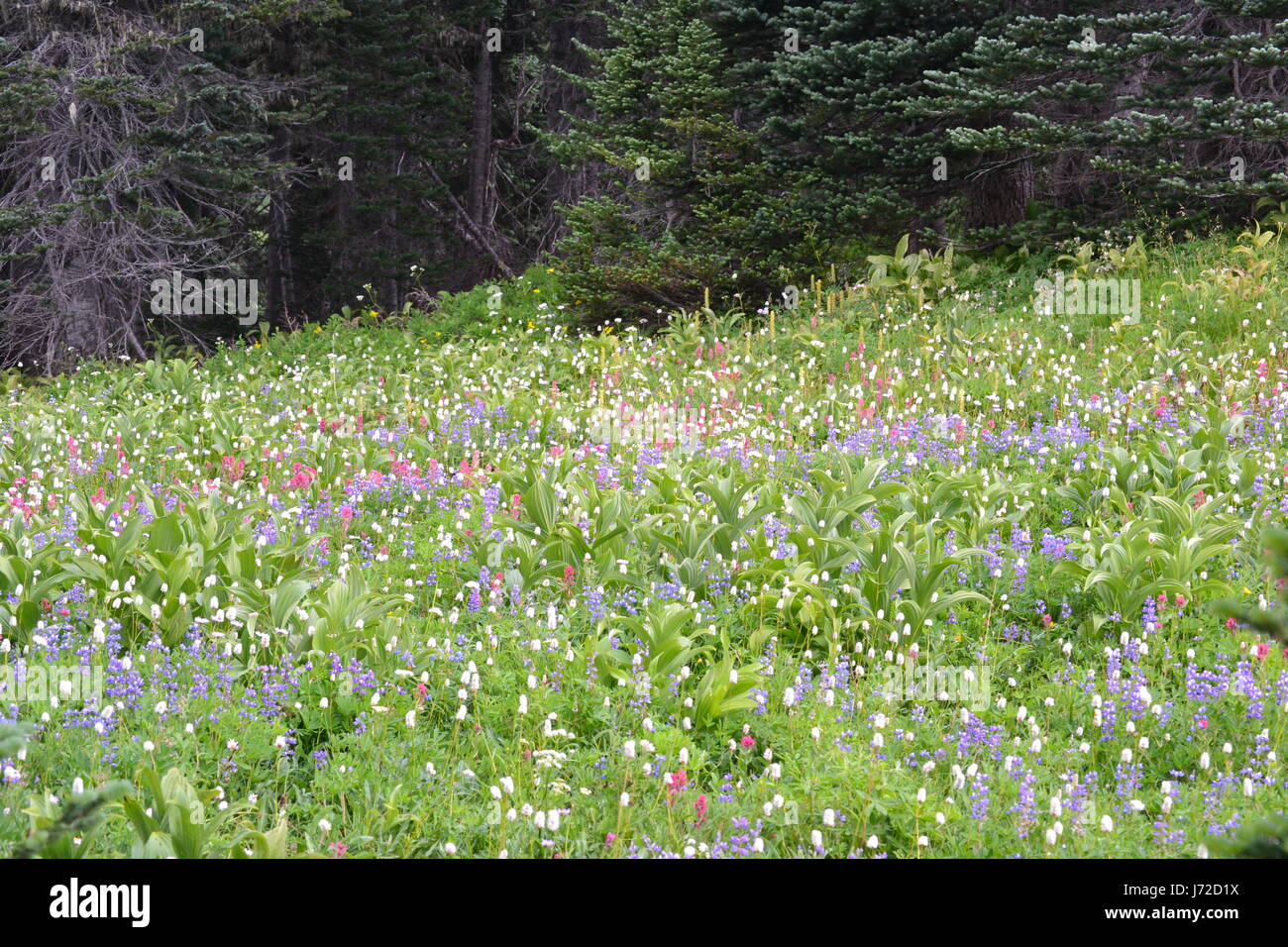 Fields of wildflowers Stock Photo