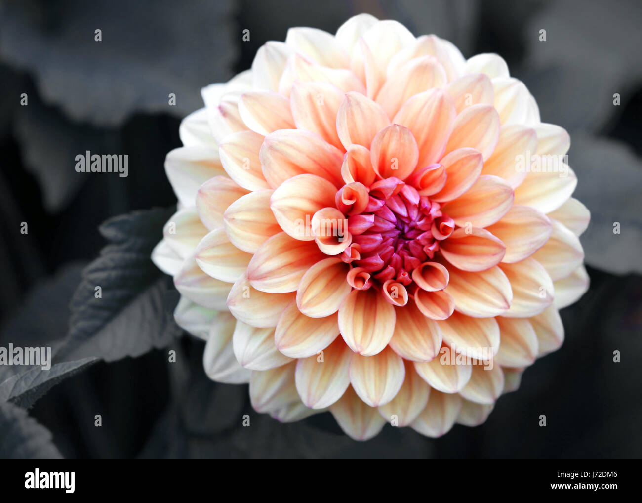 dahlia david howard Stock Photo - Alamy