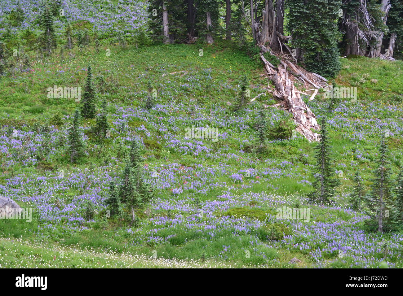 Blooming Mountain Meadow Stock Photo