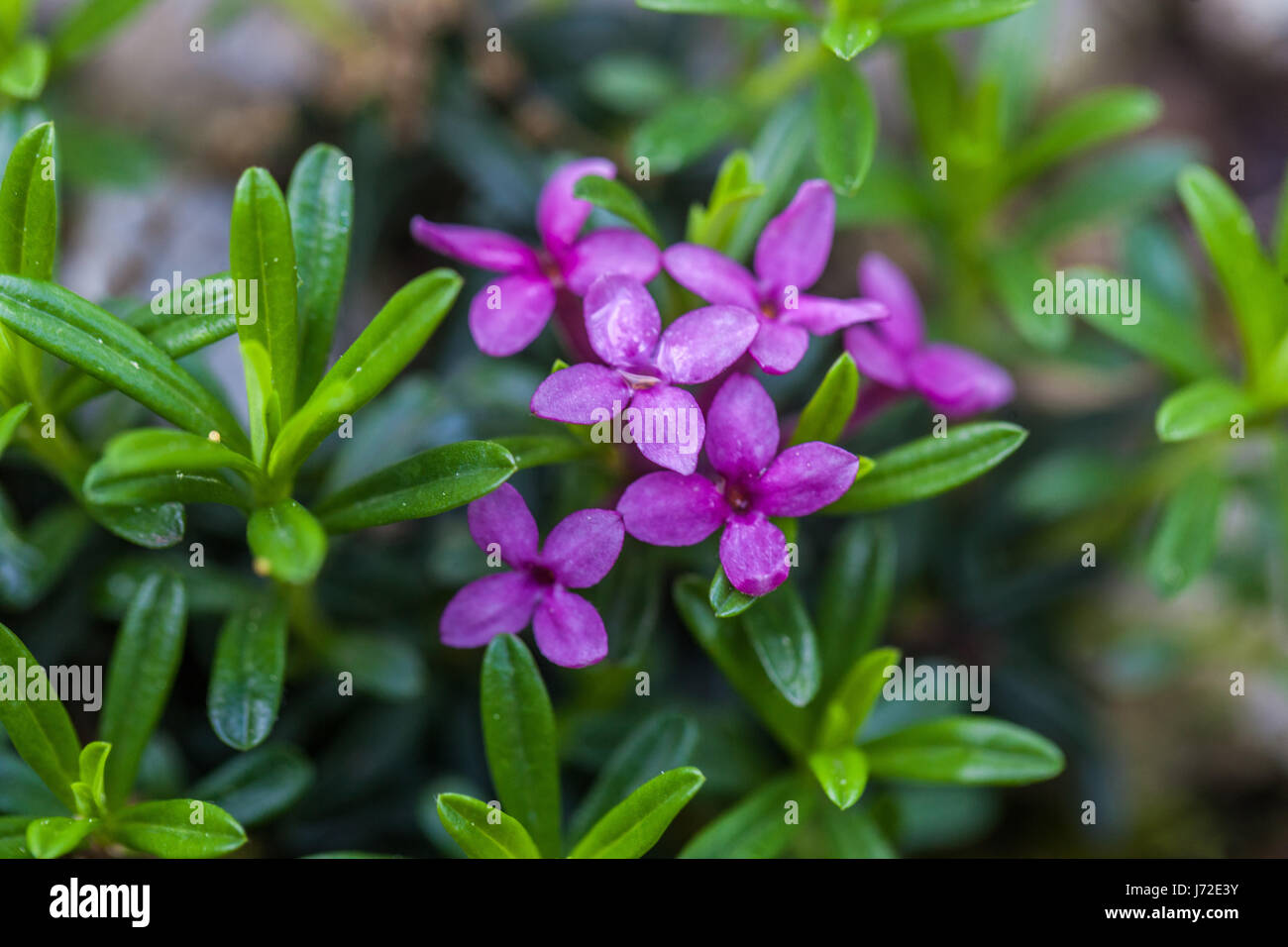 Daphne schlyteri purple plant close up Stock Photo