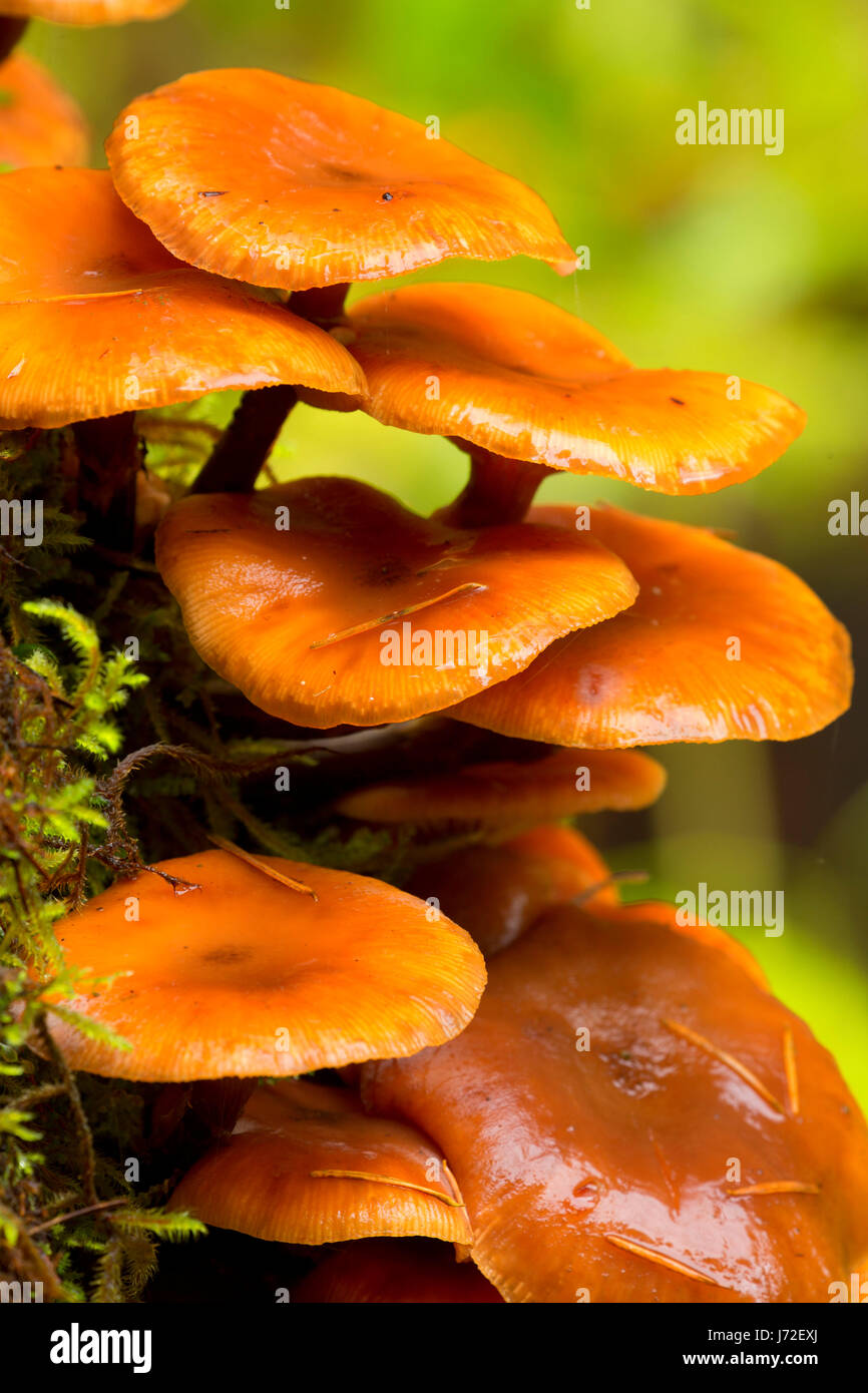 Mushrooms, Silver Falls State Park, Oregon Stock Photo Alamy