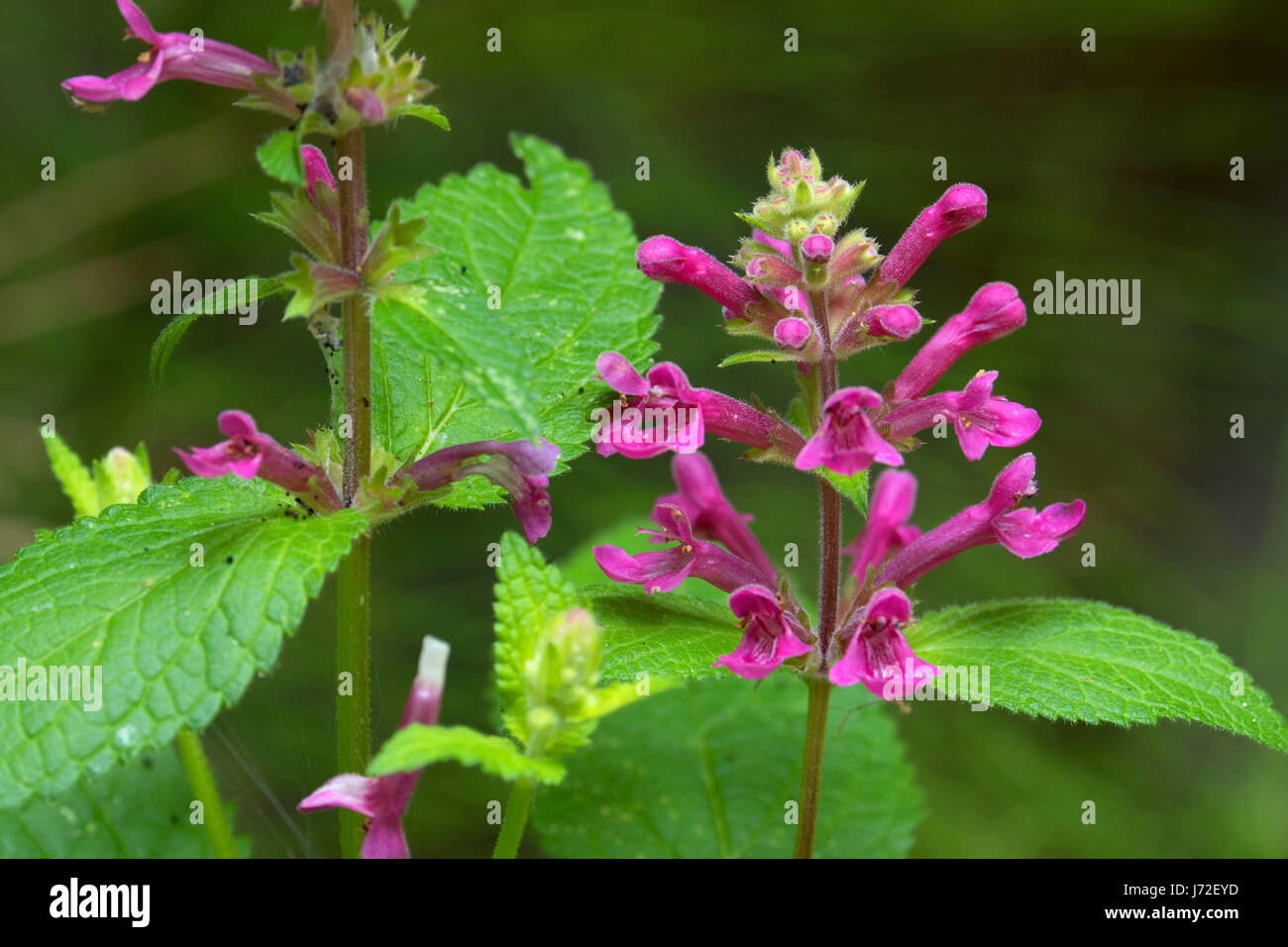 Nettles in bloom at Abiqua Falls, Marion County, Oregon Stock Photo