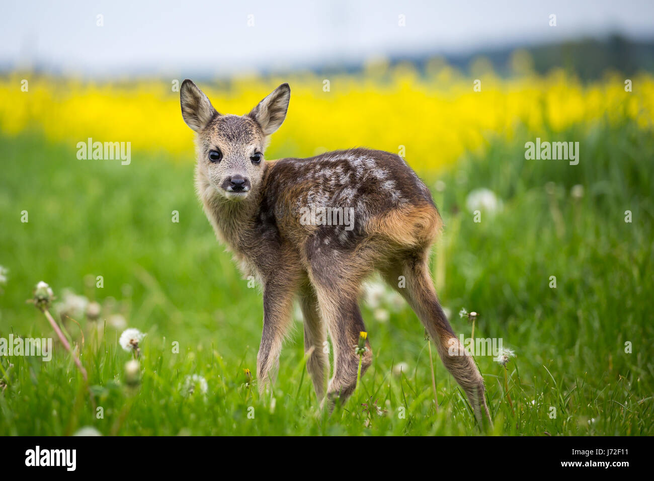 Young wild roe deer in grass, Capreolus capreolus. New born roe deer, wild spring nature. Stock Photo