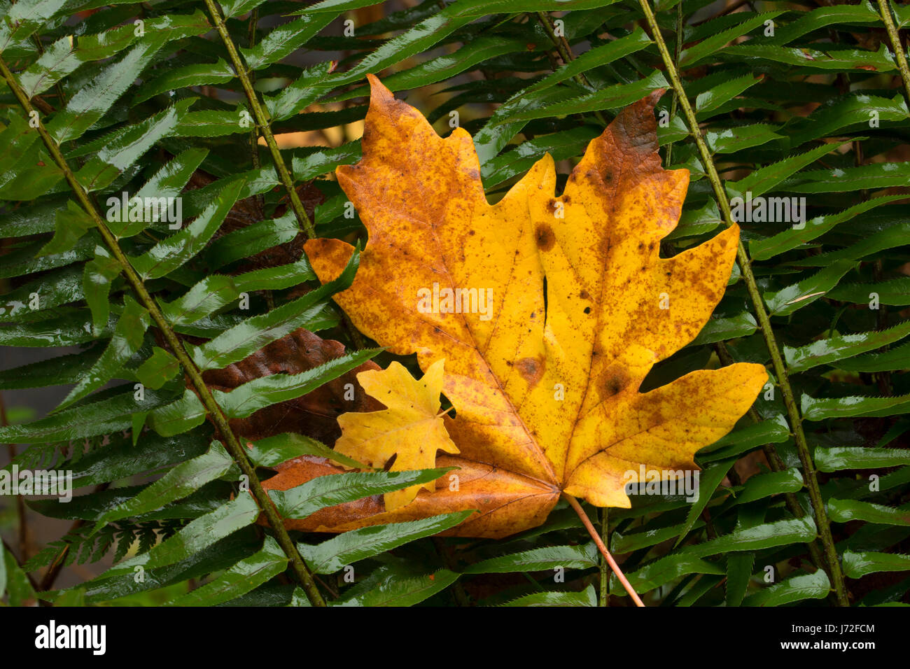 Bigleaf maple leaf on Trail of Ten Falls, Silver Falls State Park, Oregon Stock Photo