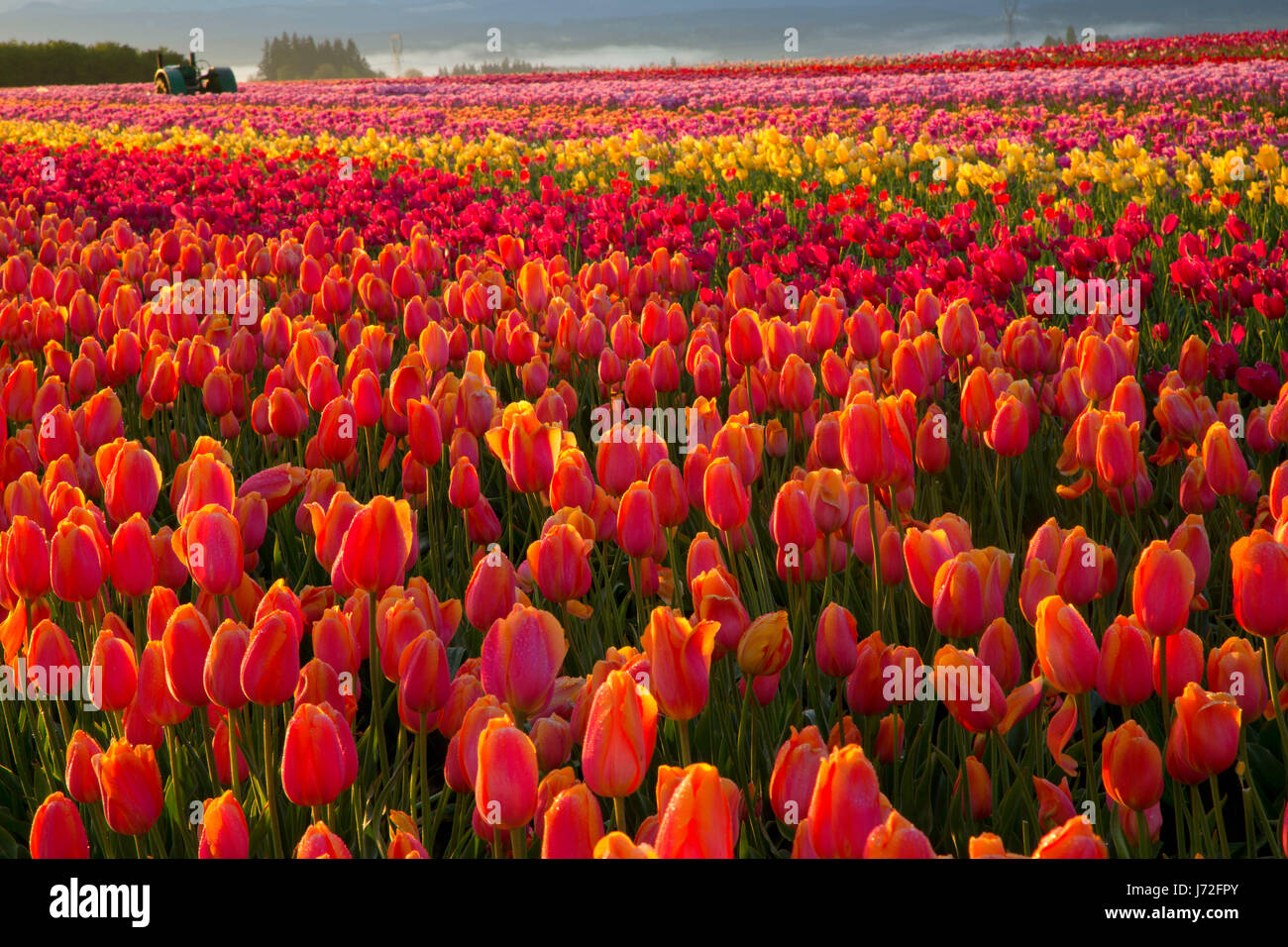 Tulip field, Wooden Shoe Bulb Co., Clackamas County, Oregon Stock Photo