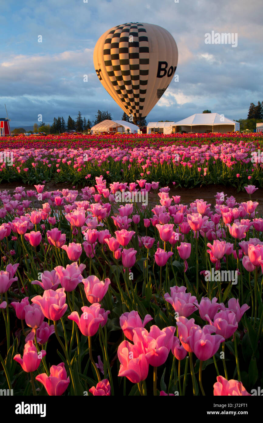 Tulip field with hot air balloon, Wooden Shoe Bulb Co., Clackamas ...