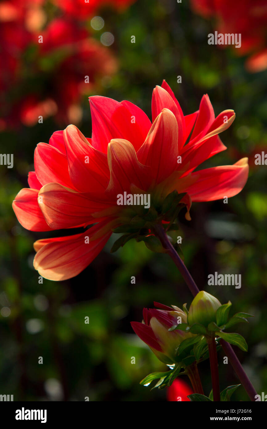 Patricia Ann’s Sunset dahlia, Swan Island Dahlias, Canby, Oregon Stock