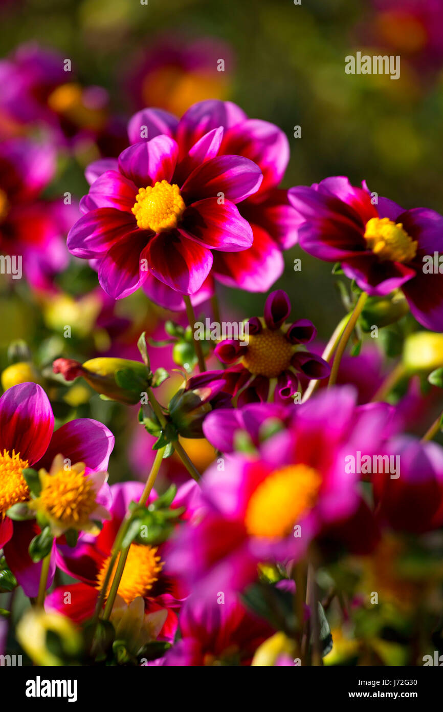 Bashful dahlia, Swan Island Dahlias, Canby, Oregon Stock Photo Alamy