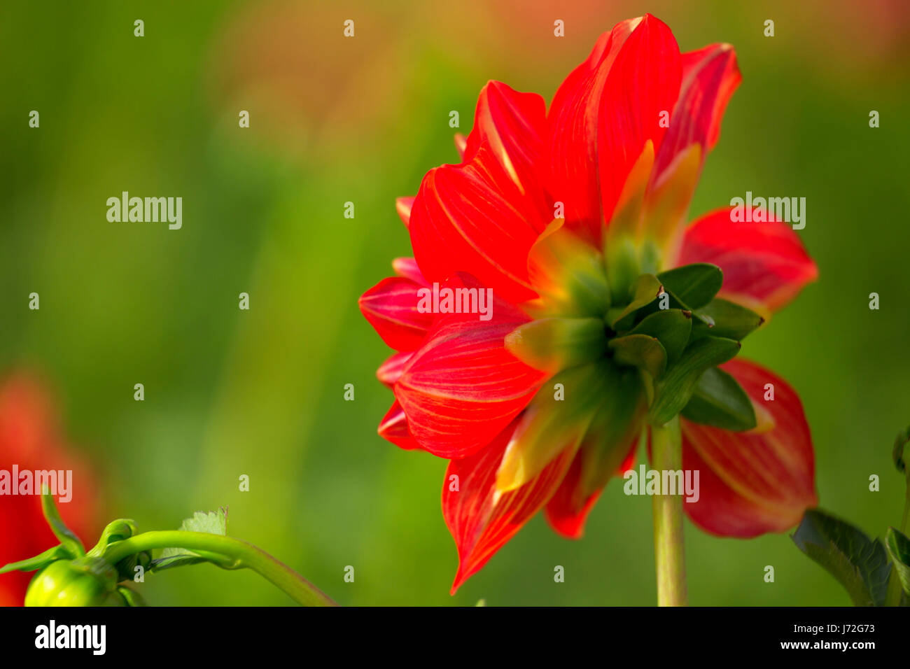 Caliente dahlia, Swan Island Dahlias, Canby, Oregon Stock Photo - Alamy