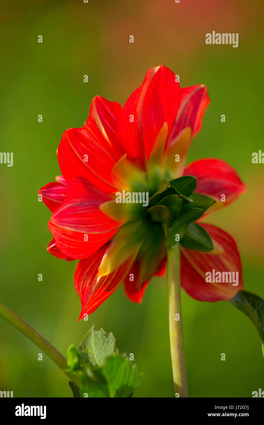 Caliente dahlia, Swan Island Dahlias, Canby, Oregon Stock Photo - Alamy