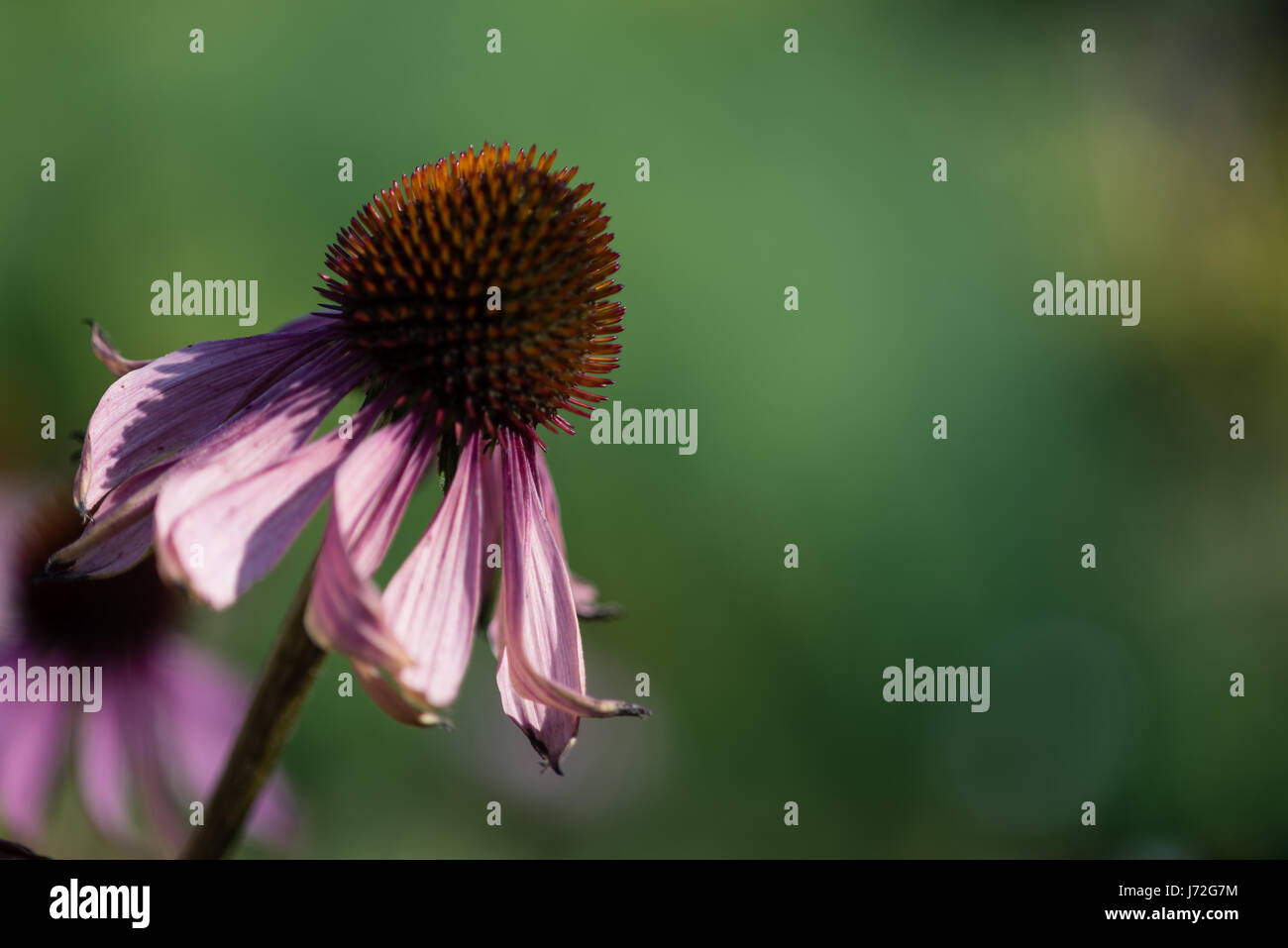 An almost dead flower Stock Photo Alamy